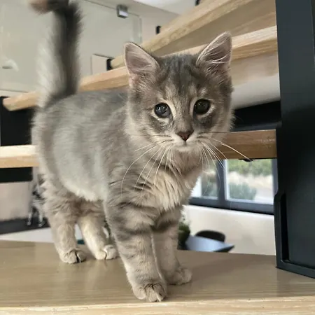 Chez Marie 3* ロスハイム