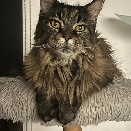 Chez Marie ベッド・アンド・ブレックファスト ロスハイム